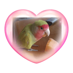 chocomint_20250426203121