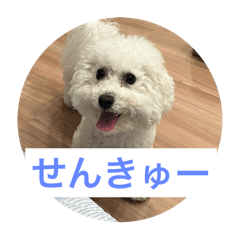 mochi_20250427000609