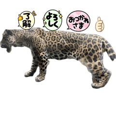 ZEN_20250426210725