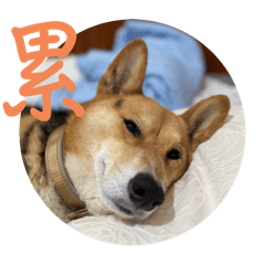 仔仔憨憨萌日記2.0