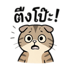 Cat cat collector