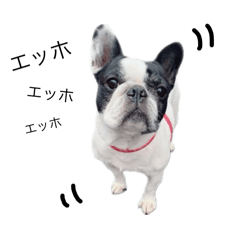French bulldog Banana and her friends