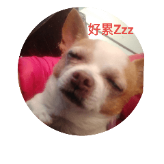 cute dog Money