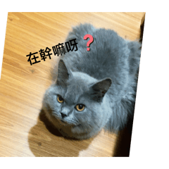 喵寶弟