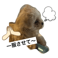 chia_20250426222839
