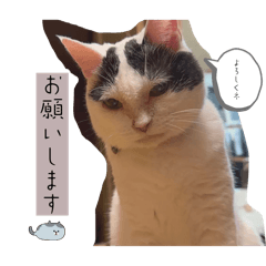 NEKOchans 1st
