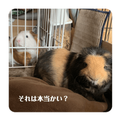 mimi_20250427012120