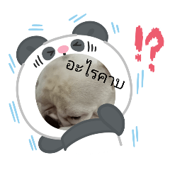 puyfai_20250426230753