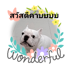 puyfai_20250426221636