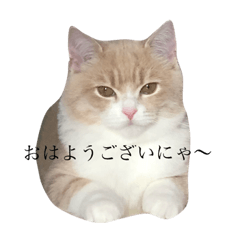 mugi chan cat