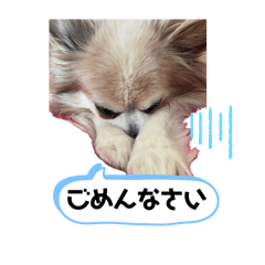 pon_20250426233818