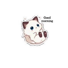 kk cute cat