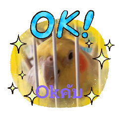 puyfai_20250427124258