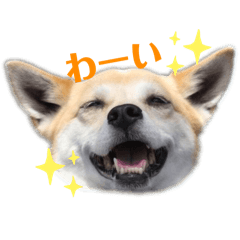 mixed breed dog MOKA-1