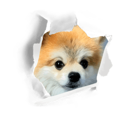 kota suta