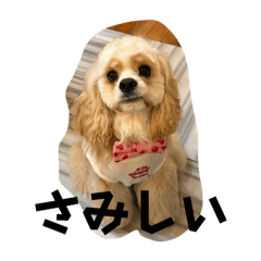 Momo_20250427171918