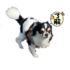 mika_ruru