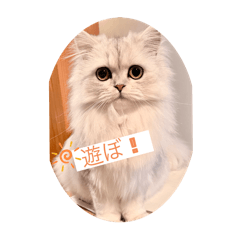 yume_20250427190221