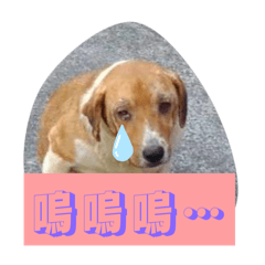 狗子寶寶