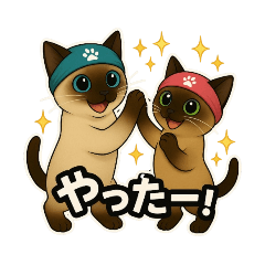 Tonkinese & Siamese
