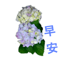 好看漂亮貼圖
