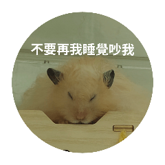 招財/麻吉（2）