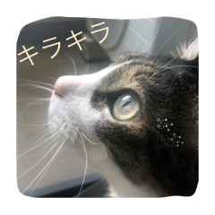 everyday  Moka