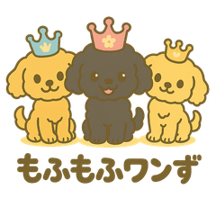 Fluffy Toy Poodles Daily Life