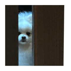 我叫牙牙