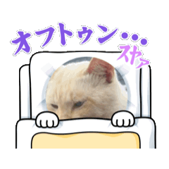 ハクちゃんの日常(猫)