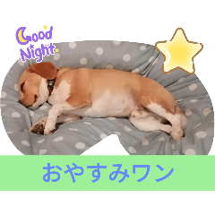 pyon_20250426075458
