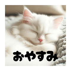 nekokone_20250426103003