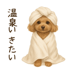 Hello Toy Poodle 1
