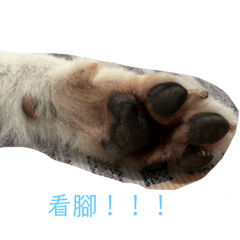 可愛多多2彈