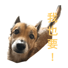蝦米逮幾