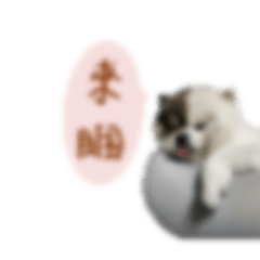 Mango博美