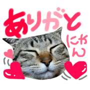 RAMUcat