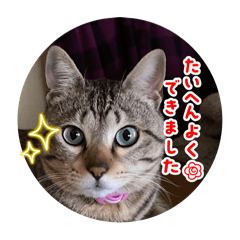 Ace_20250427194040