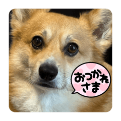 ぽんたいっぱい