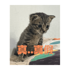 小咪的點點