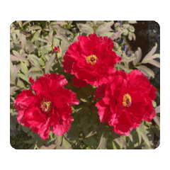 紅牡丹花動態貼圖