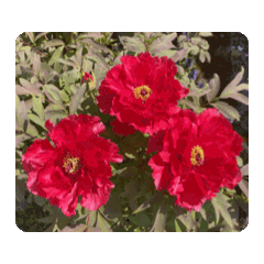紅牡丹花動態貼圖.