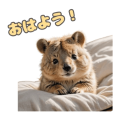 愛らしいクオッカ6（日本語）