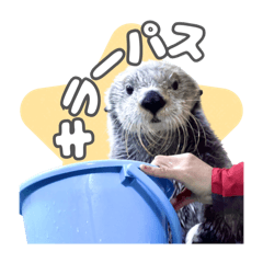 Sea otter good mood