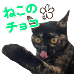 ねこのチョコスタンプ
