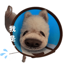 妮寶貝貼圖寶寶寶寶