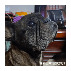 罵贏（台語）