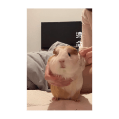 花生黑糖專用貼圖