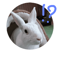 リアルウサギ Line スタンプ Line Store リアルウサギ Line スタンプ Line Store