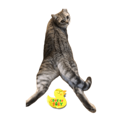 shinzy_20250428000003